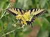 Eastern tiger swallowtail