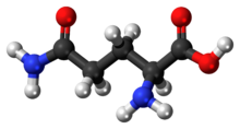 Molecuulmodel van L-glutamine