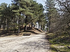 Dünen im Nationalpark Kennemerland