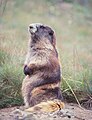 Olympic marmot