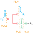 Phospholipase Cleavage Sites.