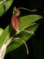 Restrepia aristulifera