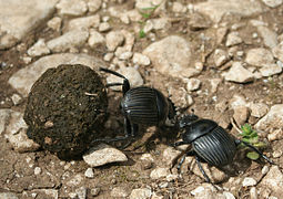 Two dung beetles fighting over a ball of dung