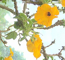 Uncarina grandidieri1.jpg