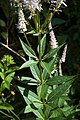 Вероникаструм виргинский (Veronicastrum virginicum) имеет по пять листьев в мутовках