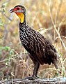 Francolin