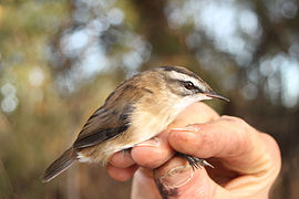 Acrocephalus melanopogon