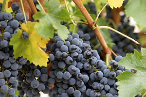 Plodovi Vitis vinifera