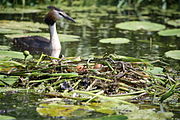 Fuut bij nest, augustus 2014