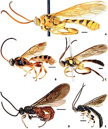 Habitus verschiedener Schlupfwespen der Unterfamilie Metopiinae