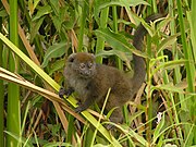 Brown lemur