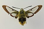 Hemaris fuciformis – Specimen