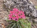 Tulipa humilis var. pulchella