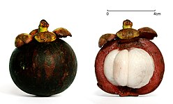 File:Mangosteen scale v2.jpg