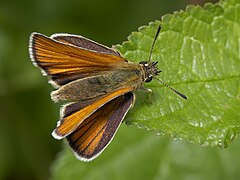 弄蝶科獨特的展翅形態 （無斑豹弄蝶 Thymelicus lineola）