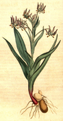 Ornithoglossum viride