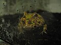 This is an Albino Pacman Frog, young and lively. Unsure whether male or female at its stage in development. An editor has nominated the above file for discussion of its purpose and/or potential deletion. You are welcome to participate in the discussion and help reach a consensus.