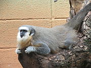 Gray monkey