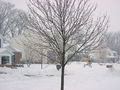 An ice covered tree in Harrisburg, Pennsylvania