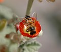 European honey bee on a Sphaeralcea flower. Mesa, Az