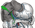 The portal vein and its tributaries.