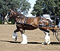 Clydesdale als Fahrpferd