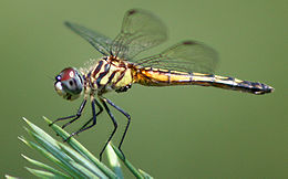 Pachydiplax longipennis, szitakötő – ízeltlábúak