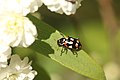 Eriopis connexa