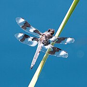 Libellula forensis