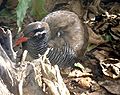 Die flugunfähige Okinawaralle (Gallirallus okinawae)