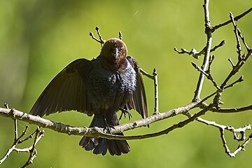 Brown-Headed Cowbird