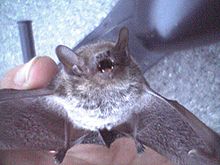 Pipistrellus abramus.jpg