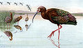 White-faced ibis, from Game Birds of California (1918)