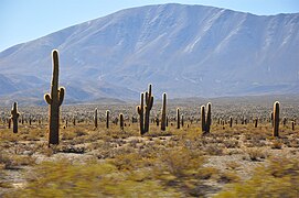 Parque nacional Los Cardones, Salta