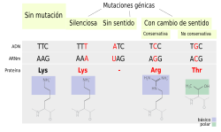 Mutaciones puntuales