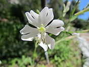 Silene tomentosa — ендемік Гібралтару