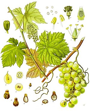 Win (Vitis vinifera)