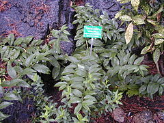 Description de l'image 200410 Pereskia aculeata.JPG.