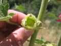 Alcea rosea L. fruit verd