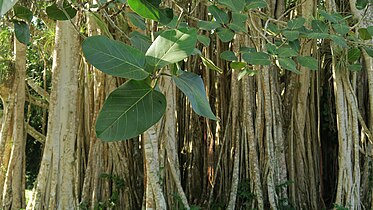 Heiliger Baum Banyan-Feige