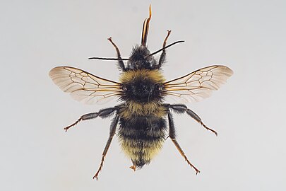 ♂