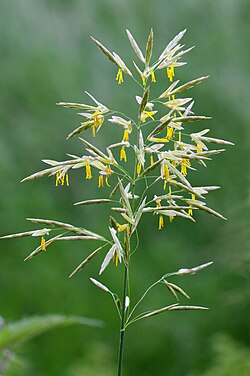 Idänkattaran (Bromus inermis eli Bromopsis inermis) kukkiva röyhy.