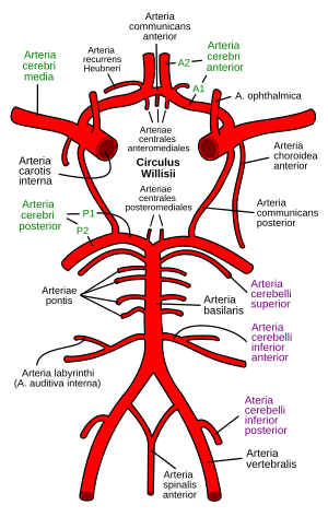 Circulus arteriosus