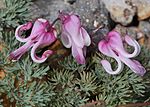 Dicentra peregrina