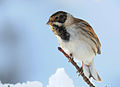 A male in winter in England