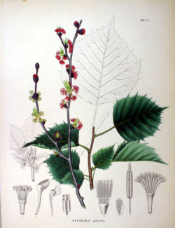 Japaninpunapaltio (Euptelea polyandra)