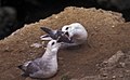 Fulmar do norte, alimentándose na illa do Oso (Noruega)