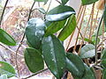 Hoya carnosa as a houseplant