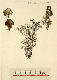 Engraving from the 18th-century botanical work Flora Danica