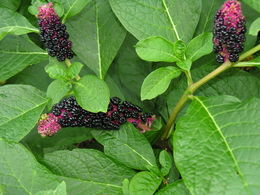 Amerikinė fitolaka (Phytolacca americana)